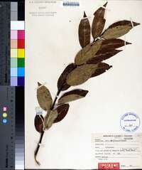 Salix lucida image