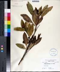 Exothea paniculata image