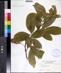 Exothea paniculata image