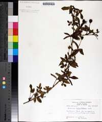 Rubus trivialis image