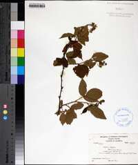 Rubus cuneifolius image