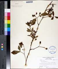 Rubus flagellaris image