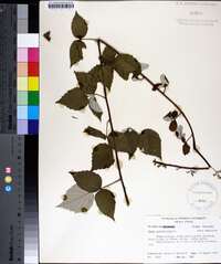 Rubus occidentalis image