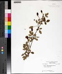 Rubus trivialis image