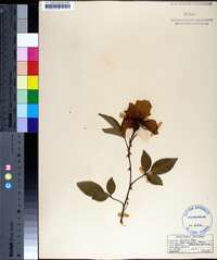 Rosa laevigata image