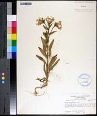 Phlox drummondii image