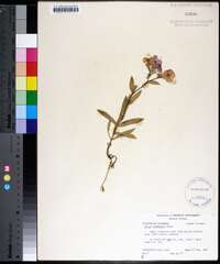 Phlox drummondii image