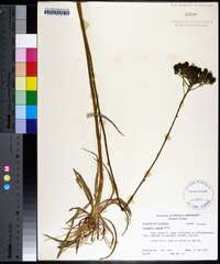 Polygala cymosa image