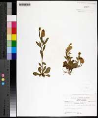 Polygala lutea image