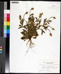 Polygala lutea image