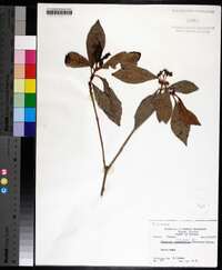 Psychotria nervosa image