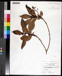 Psychotria nervosa image