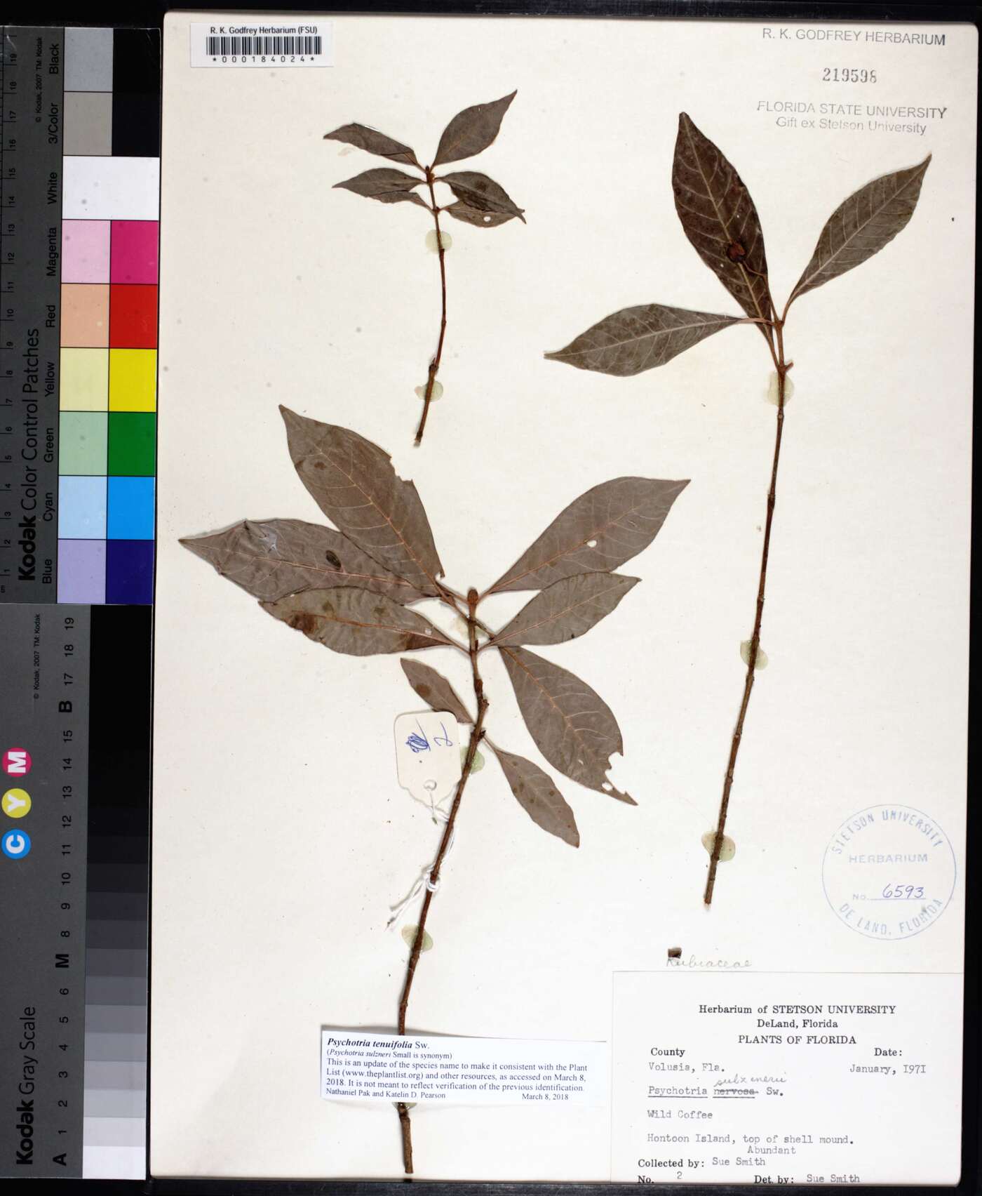 Psychotria tenuifolia image