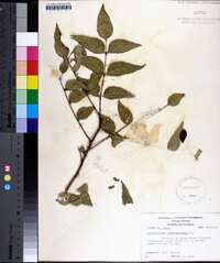 Zanthoxylum clava-herculis image