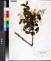 Zanthoxylum clava-herculis image