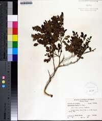 Zanthoxylum fagara image