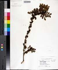 Zanthoxylum fagara image