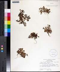 Houstonia procumbens image