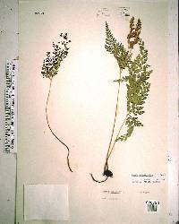 Anemia adiantifolia image