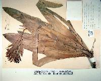 Billbergia pyramidalis image