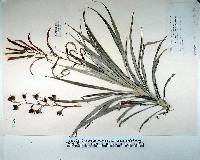 Pitcairnia punicea image