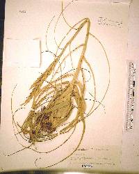 Tillandsia balbisiana image