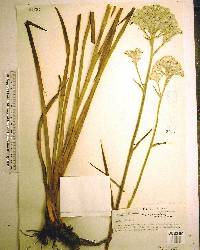 Lachnanthes caroliana image