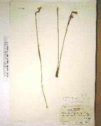 Pogonia ophioglossoides image