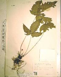 Tectaria heracleifolia image