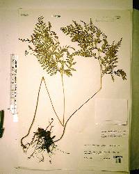 Anemia adiantifolia image