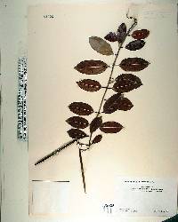 Forsteronia corymbosa image