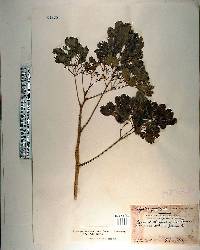 Polyscias scutellaria image