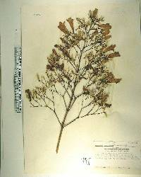 Jacaranda mimosifolia image