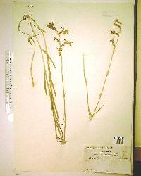 Lobelia glandulosa image