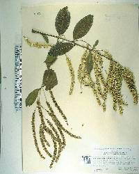 Terminalia myriocarpa image