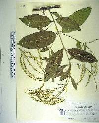 Terminalia myriocarpa image