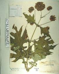 Montanoa grandiflora image