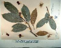 Cleistanthus monoicus image