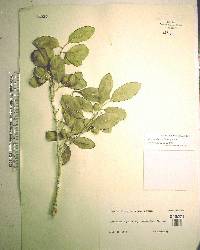 Drypetes diversifolia image