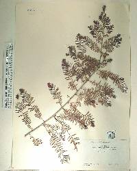 Phyllanthus emblica image