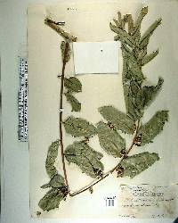 Phyllanthus juglandifolius image