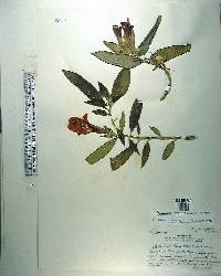 Columnea nicaraguensis image