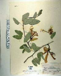 Bauhinia forficata image