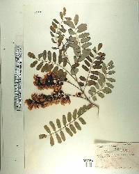 Calpurnia aurea subsp. aurea image