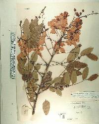 Cassia afrofistula image