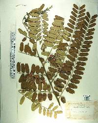 Cassia roxburghii image