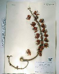 Colvillea racemosa image
