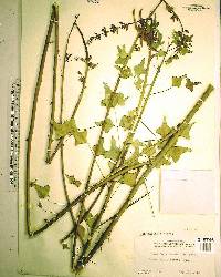 Erythrina herbacea image