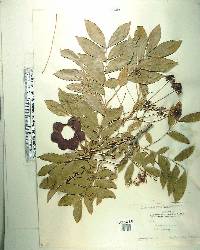 Pararchidendron pruinosum var. junghuhnianum image