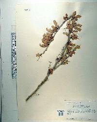 Poitea carinalis image